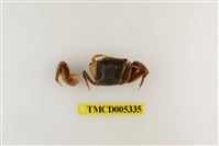 藏品(北方丑招潮蟹)的圖片